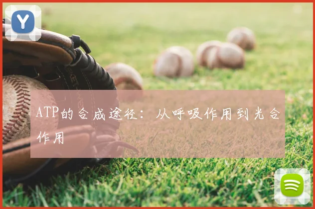 ATP的合成途径:从呼吸作用到光合作用